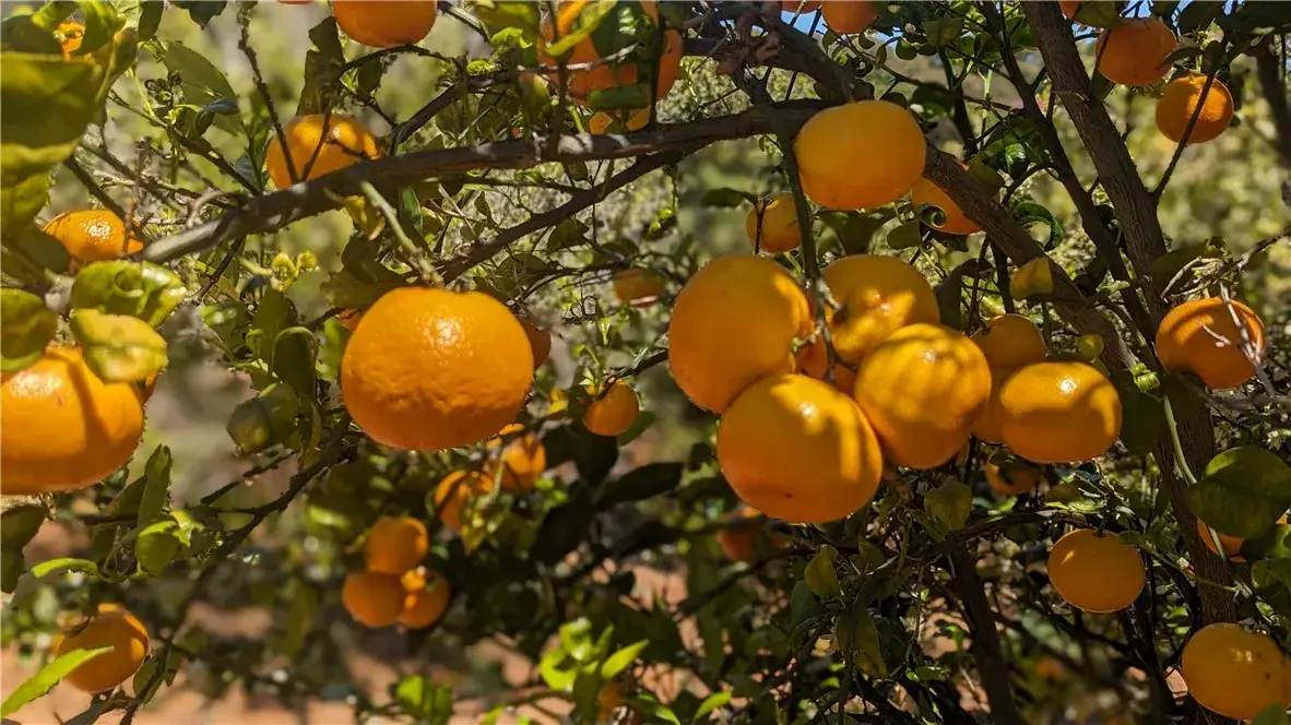 27 Via Escalon, Temecula, CA 92590 - Image #1