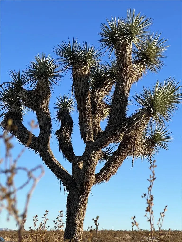 575 N Covelo, Landers, CA 92285 - #2