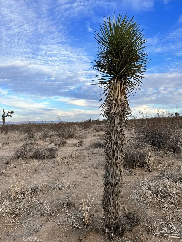 575 N Covelo, Landers, CA 92285 - #3