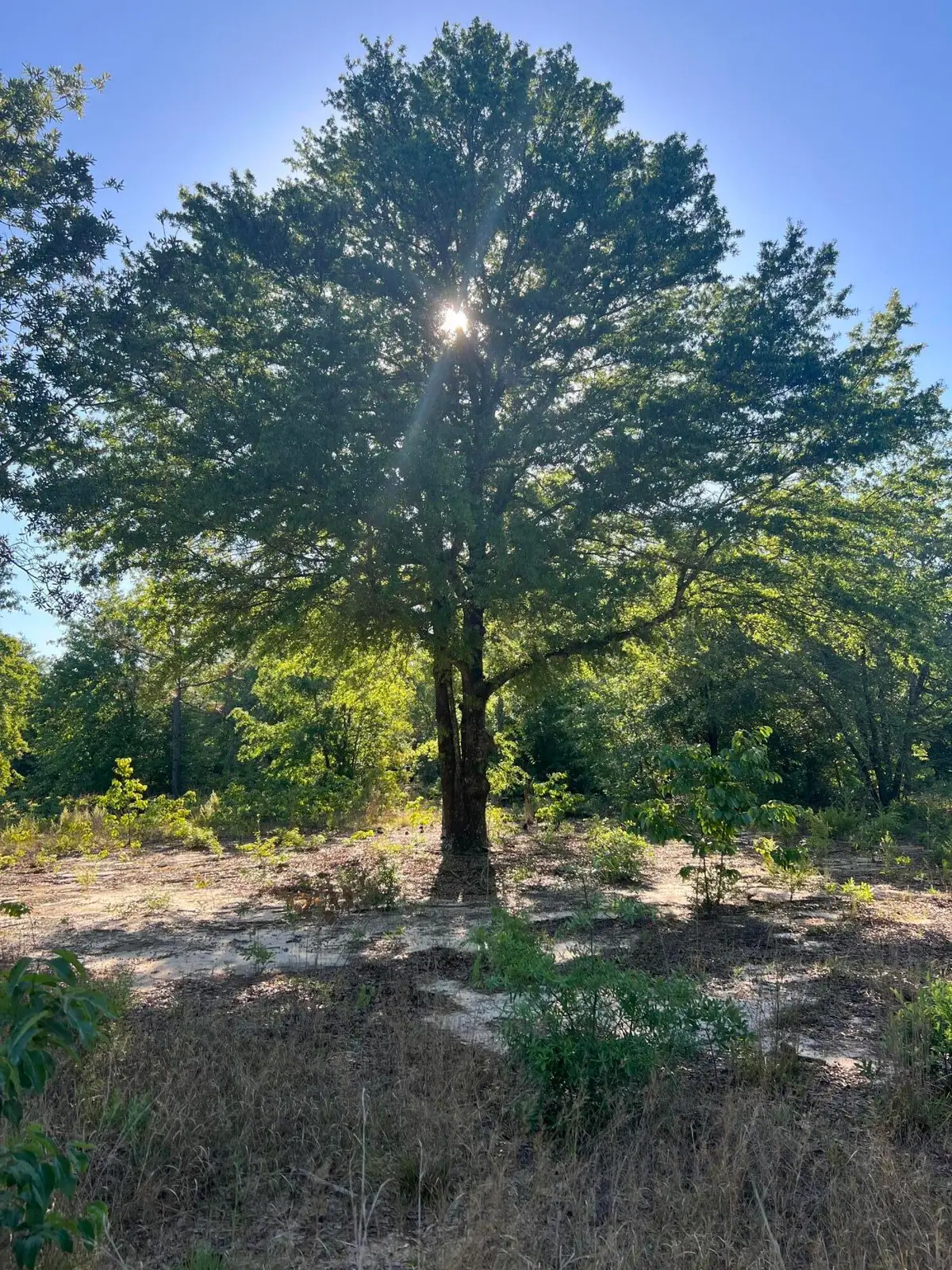 00 Pearl Bonnet Road, Windsor, SC 29856 - #1