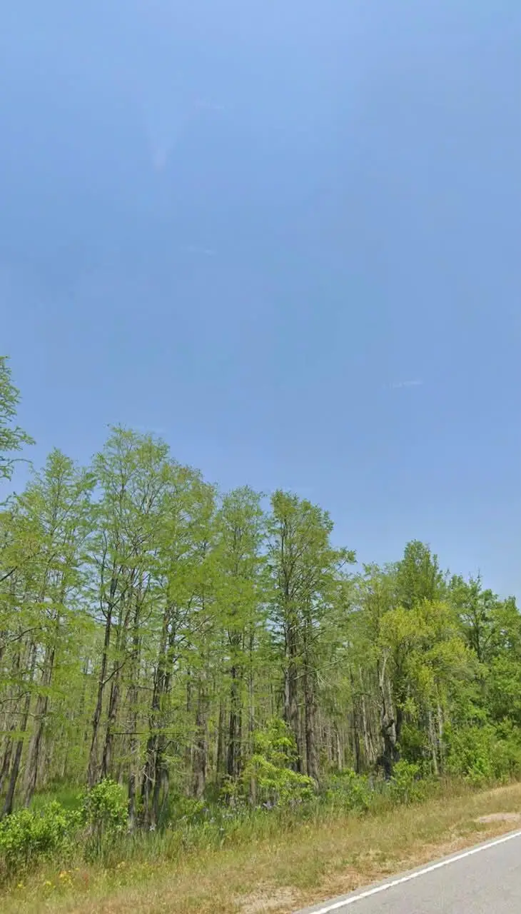 11430 Main Highway, Olar, SC 29843 - #3