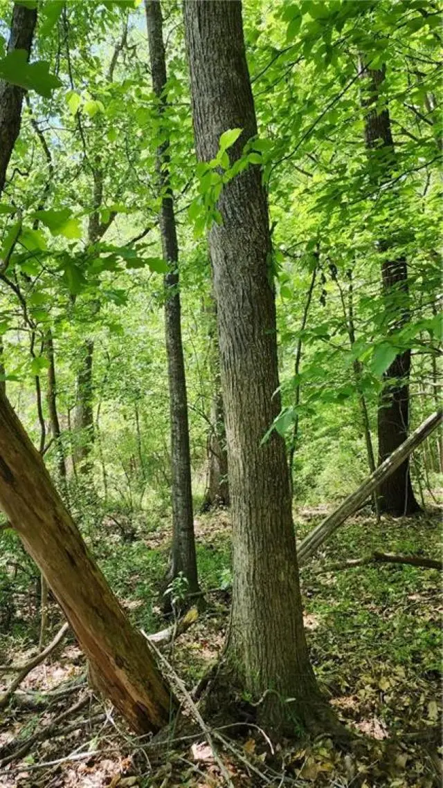 1125 Cambridge Street Extension, Abbeville, SC 29620 - #3