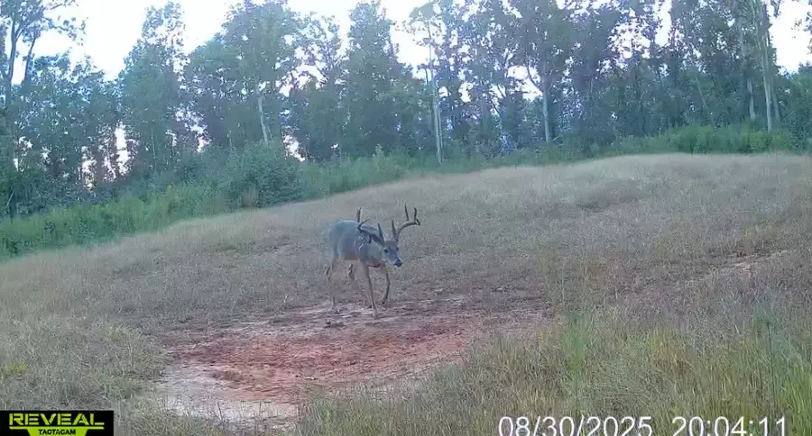 1 Sarah Simpson Road, Iva, SC 29655 - #3