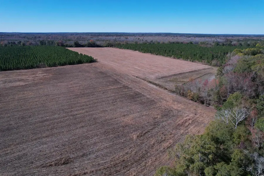 53.86 Acres-TBD Pate Rd, Bishopville, SC 29010 - Image #3