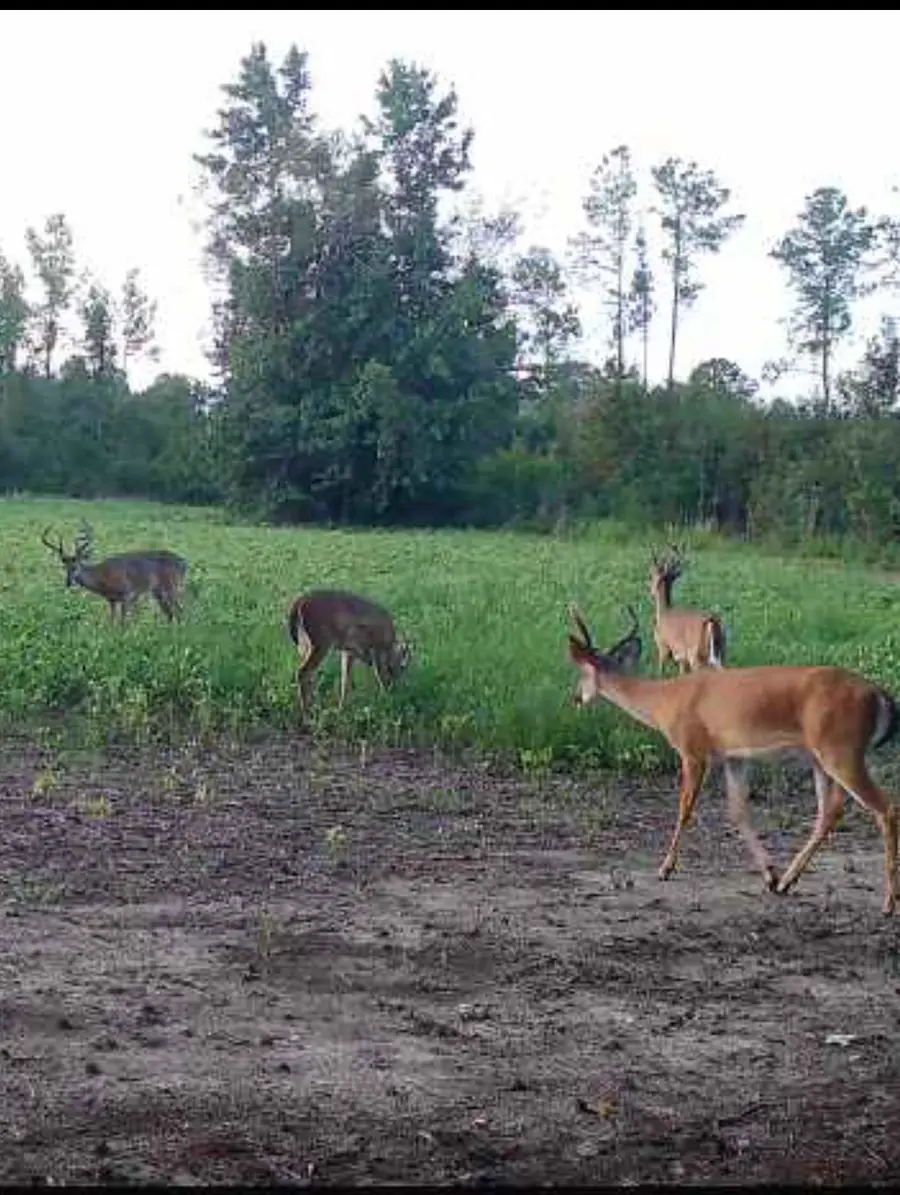 TBD Muddy Creek Rd., Johnsonville, SC 29555 - #2