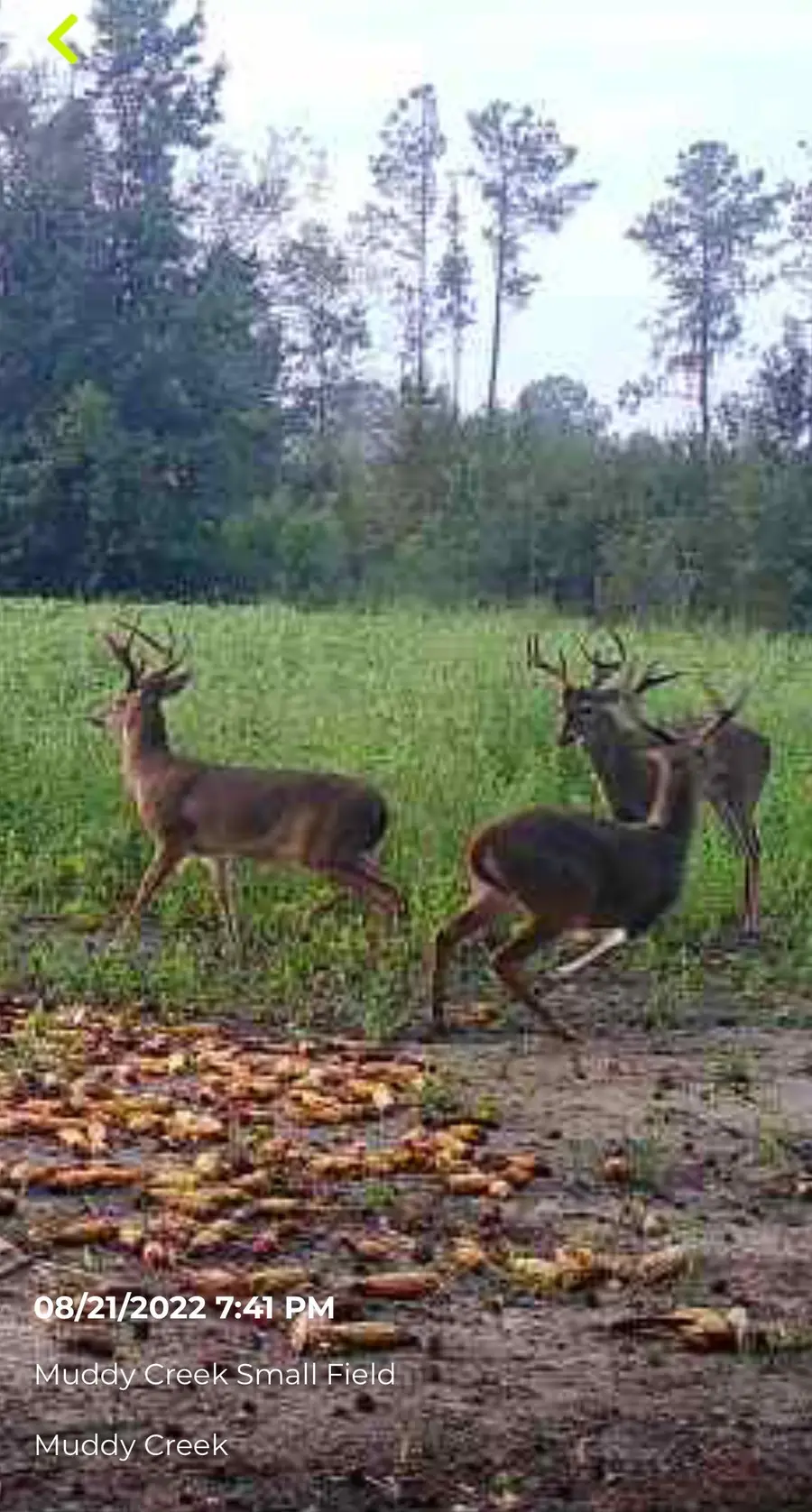 TBD Muddy Creek Rd., Johnsonville, SC 29555 - #3