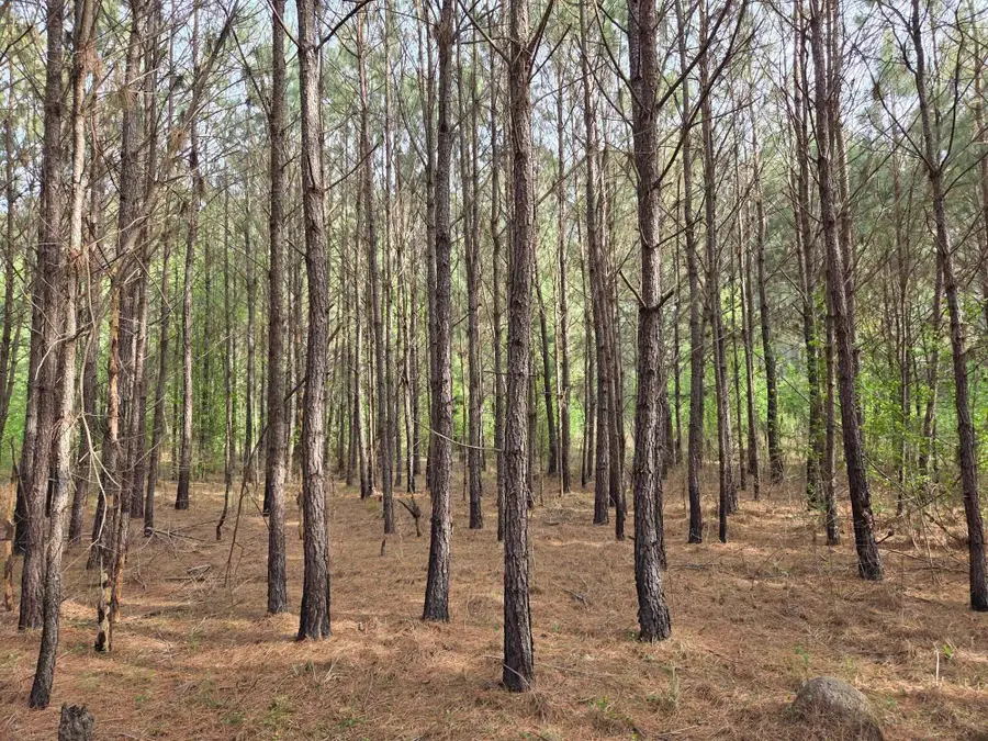 5328 County Line Rd., Andrews, SC 29510 - #2