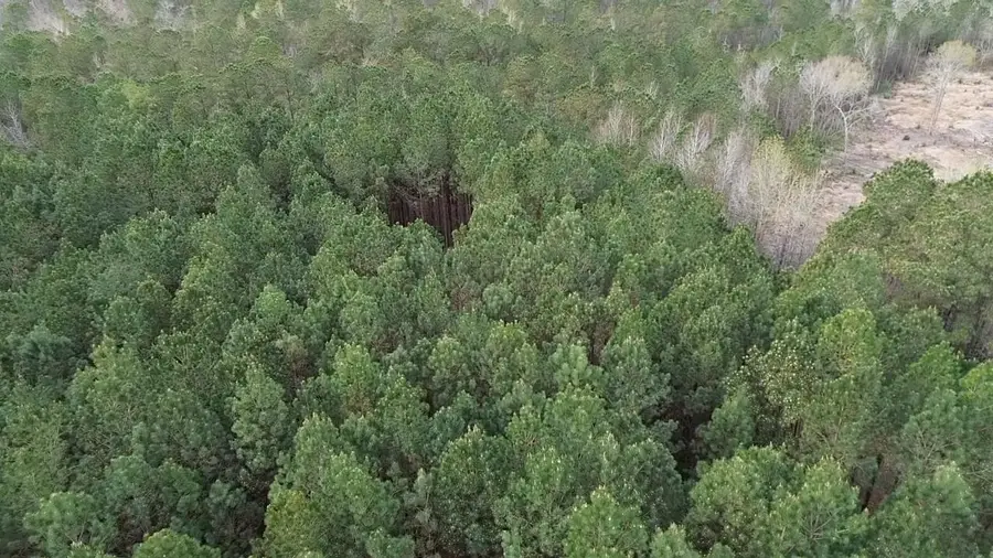 2.11 Acres Boggy Branch Rd., Nichols, SC 29581 - #3