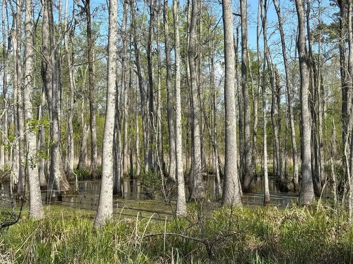 Rocky Ford Rd., Salters, SC 29590 - #1