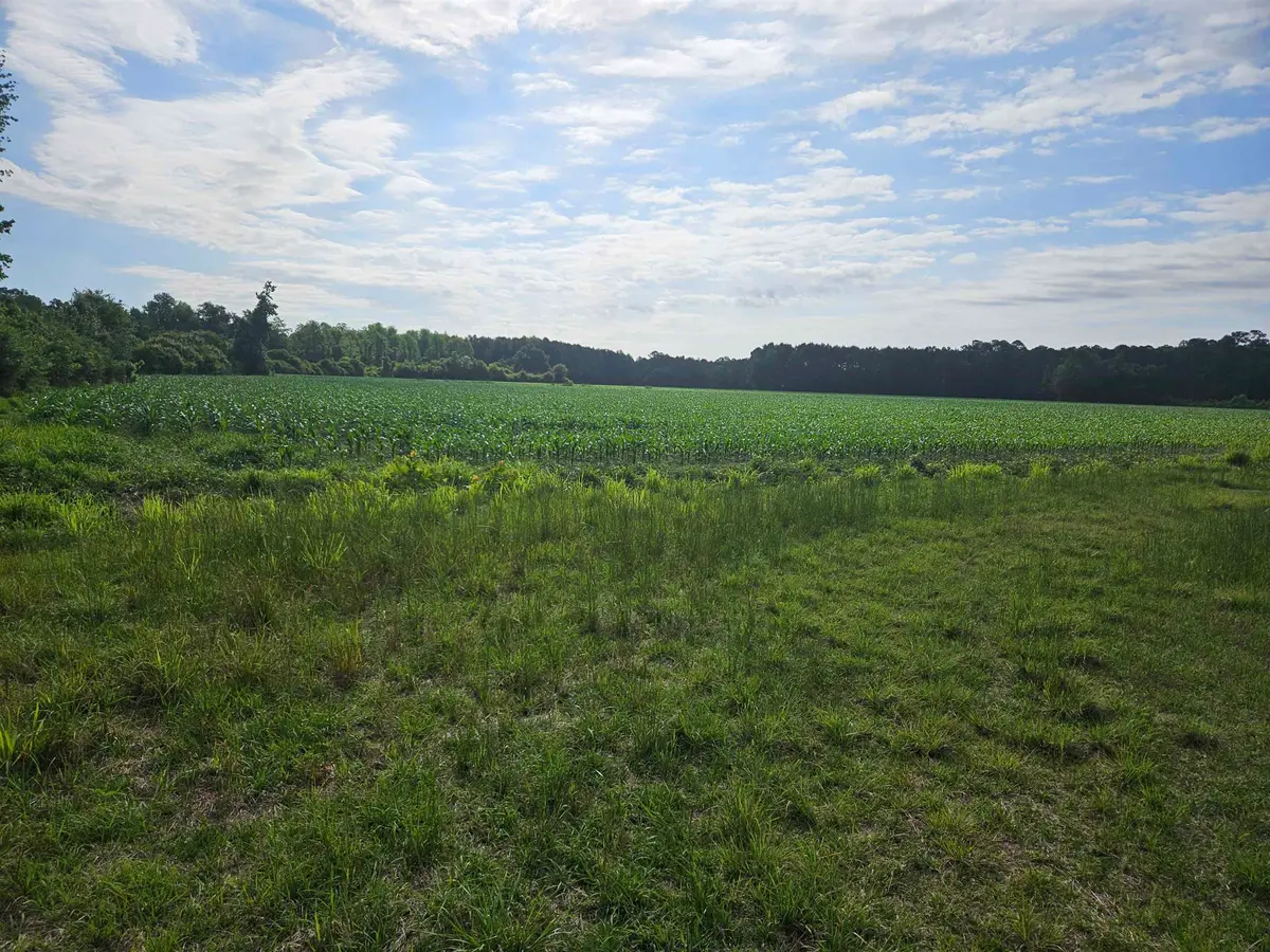 54.71ac Willoughby Rd., Nichols, SC 29581 - #1