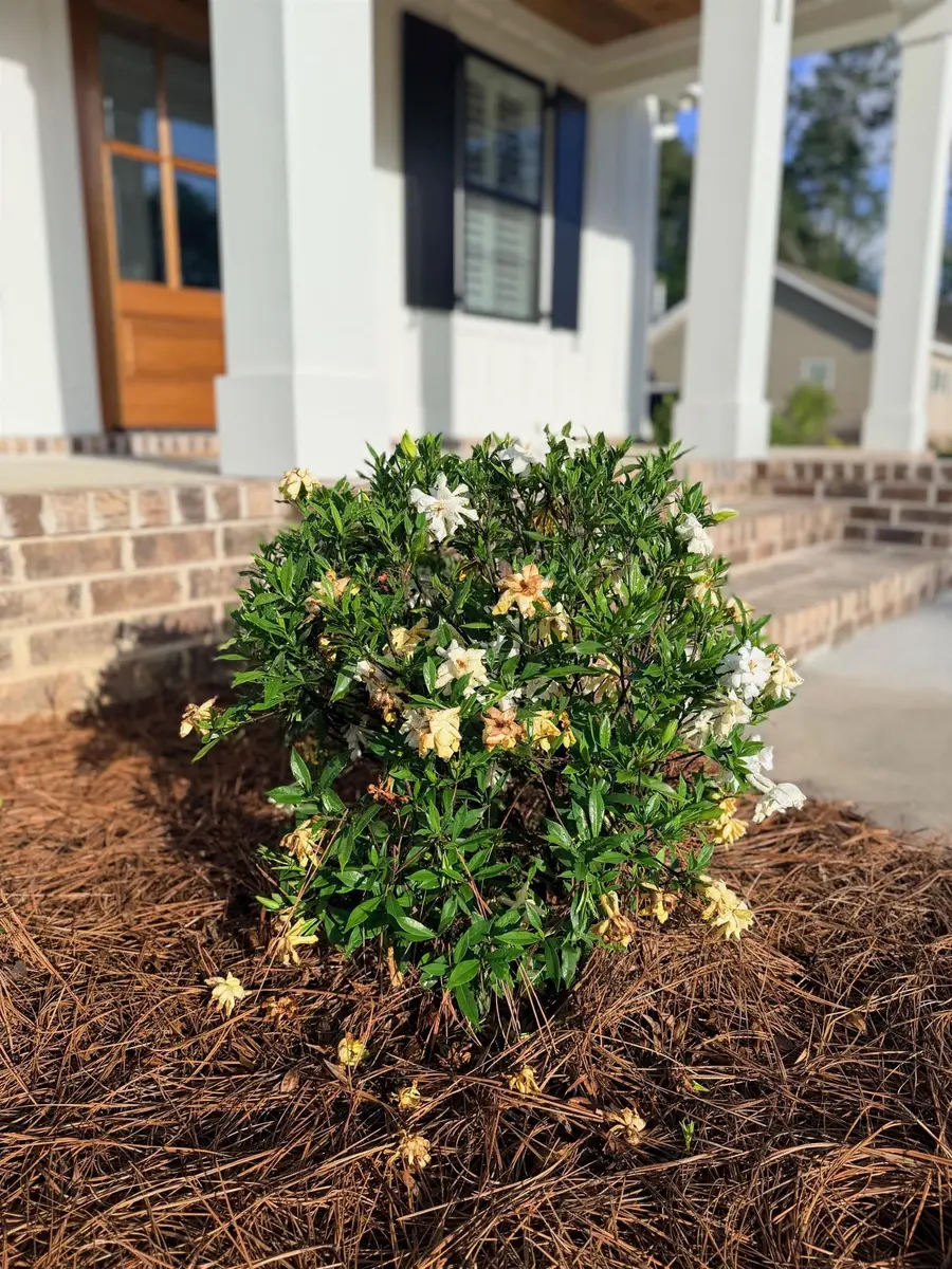 242 Leadwood St., Andrews, SC 29510 - #3