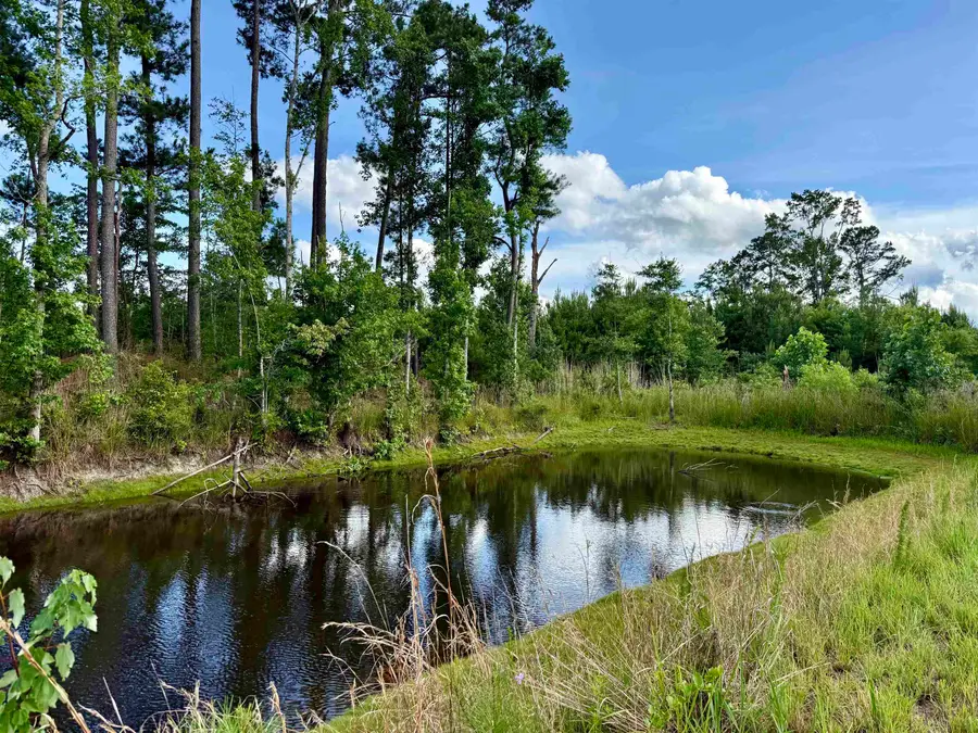 85 Acres - Muddy Creek Rd., Johnsonville, SC 29555 - #3