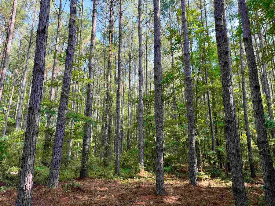 101.49 Acres - Epps Rd., New Zion, SC 29111 - #3