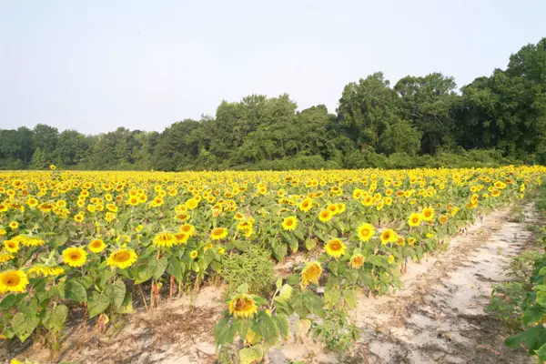 17.74 Acres - S Deerfield Rd., Johnsonville, SC 29555