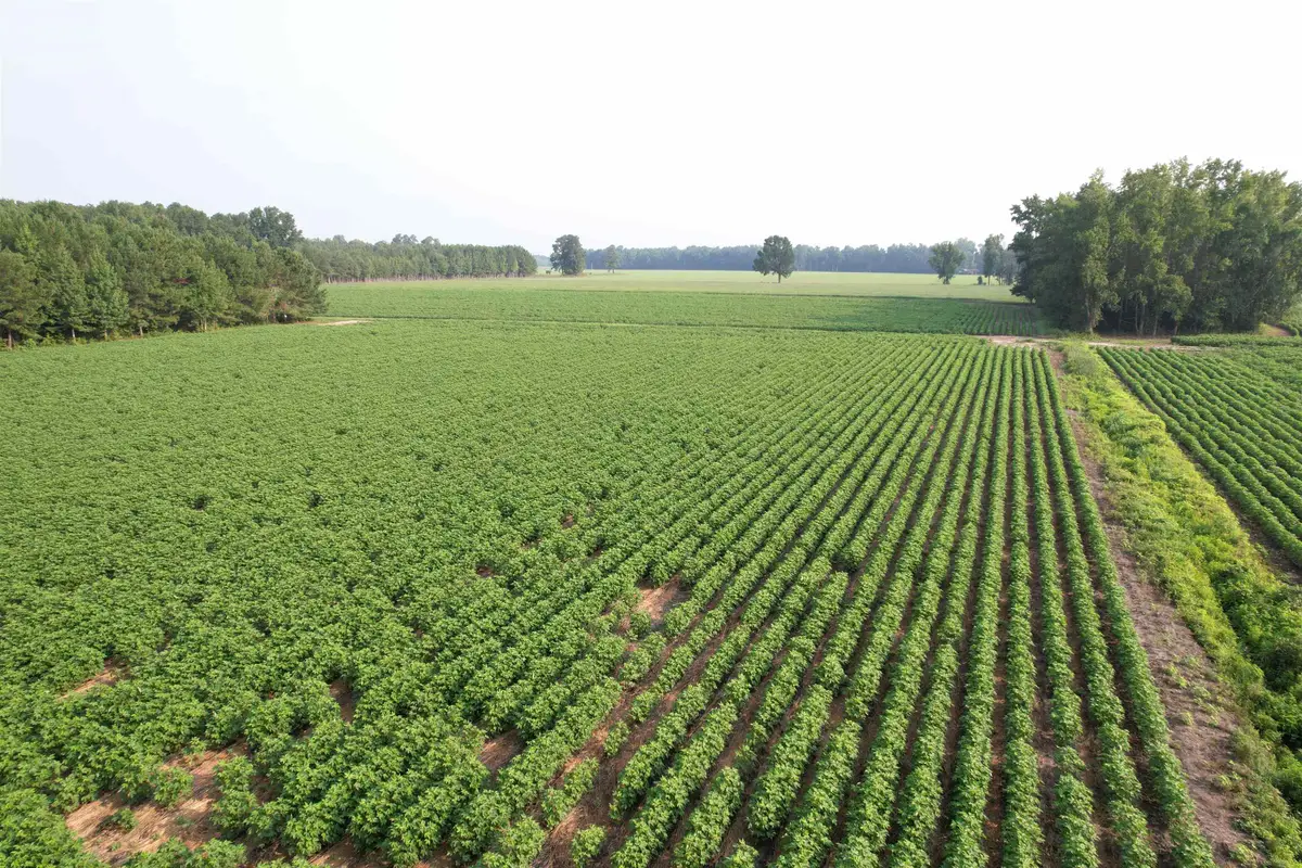 81.30 Acres - Blackberry Rd., Johnsonville, SC 29555 - #1