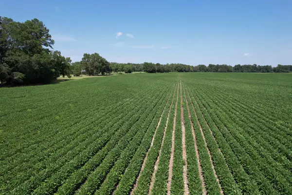 Lot 4 - Sumter Hwy., Kingstree, SC 29556