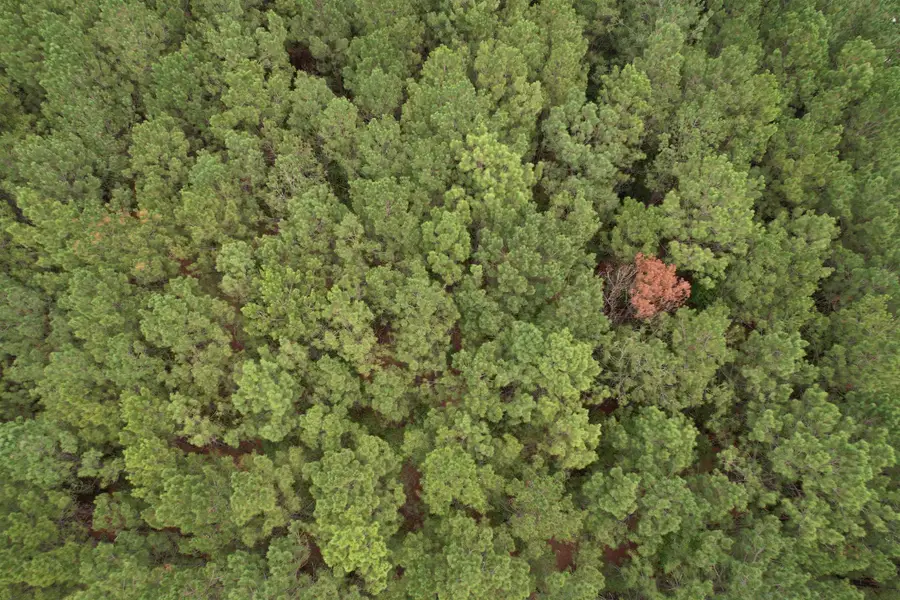 1.43 Acres - W Hemlock St., Andrews, SC 29510 - #3