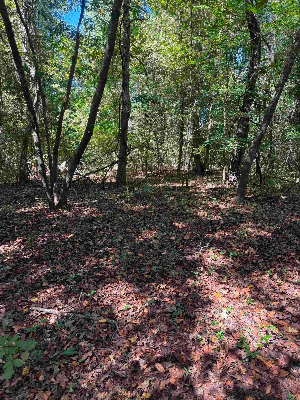 TBD Tyler Rd., Marion, SC 29571 - #1