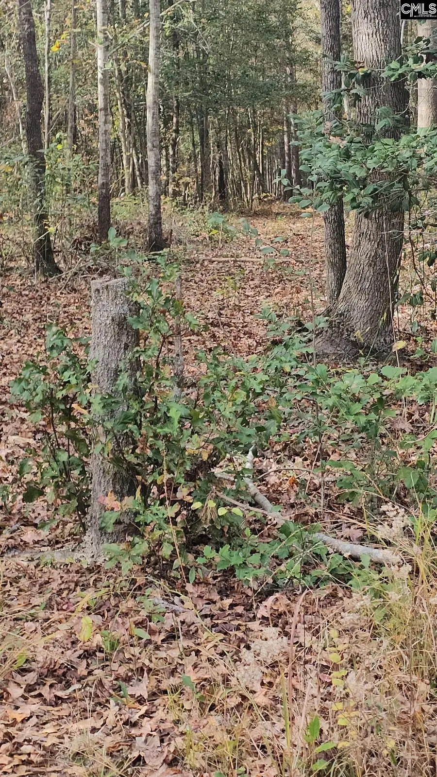 4079 Jefferson Davis Highway, Bethune, SC 29009 - Image #3