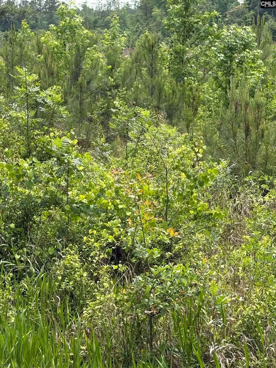 Lot F Warbonnet Road, Salley, SC 29137 - #3