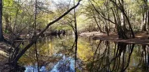 0 Sandy Pines Road, Dorchester, SC 29437