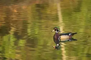 0 Sandy Pines Road, Dorchester, SC 29437 - Image #2