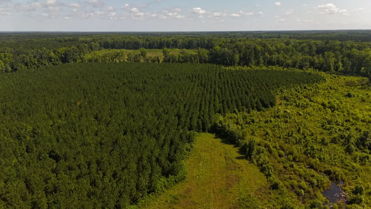 0 Palmetto Sands Road, Branchville, SC 29432 - Image #1