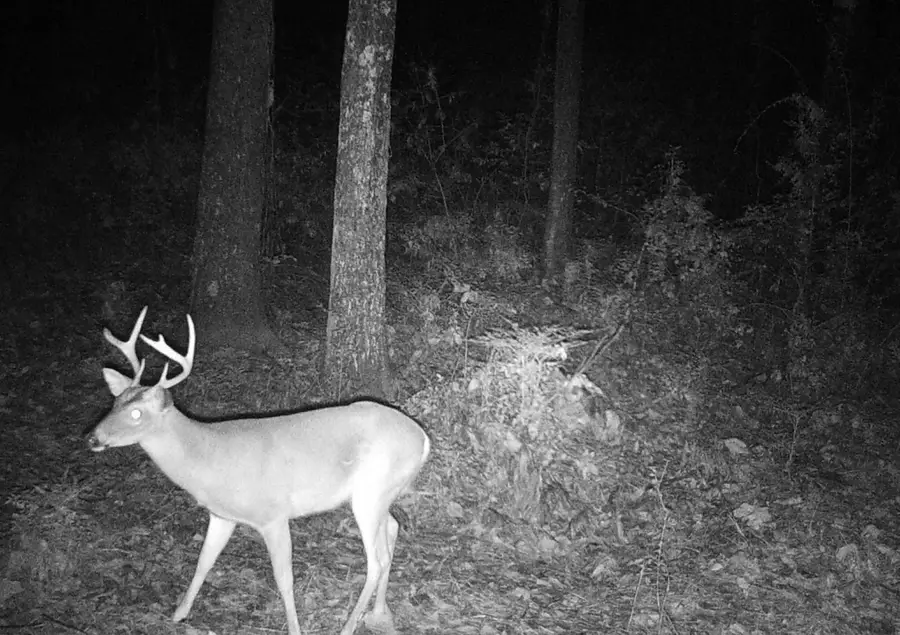 6336 North Road, North, SC 29112 - Image #3