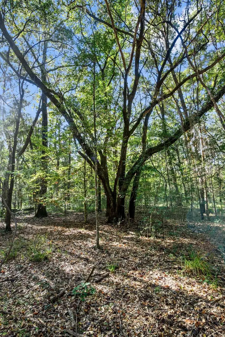 2515 Joseph Pearline Road, Johns Island, SC 29455 - Image #3