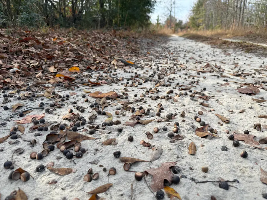 3391 Davis Bridge Road, Williston, SC 29853 - Image #2