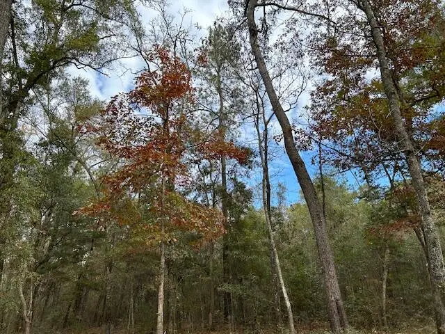 0 Parkers Ferry Rd Road, Ravenel, SC 29470 - Image #3