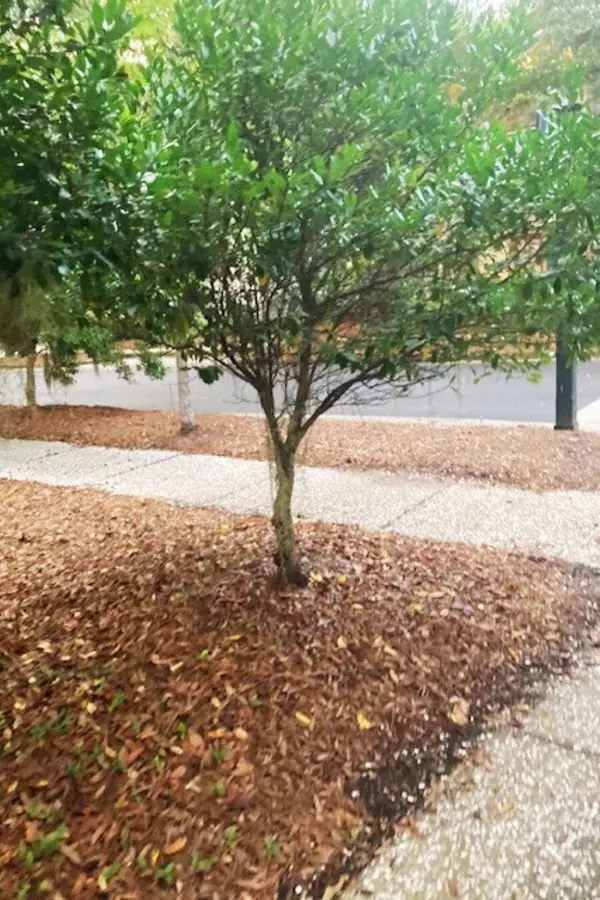 8 Wild Spartina Street, Bluffton, SC 29910