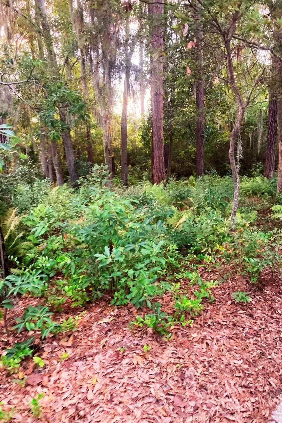 8 Wild Spartina Street, Bluffton, SC 29910 - Image #2