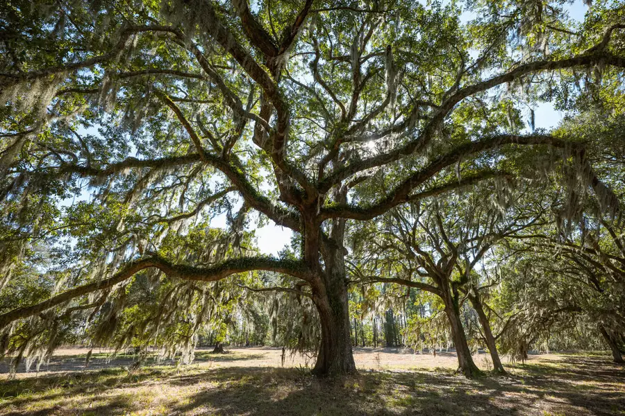 2 Mauricena Road, Georgetown, SC 29440 - Image #3