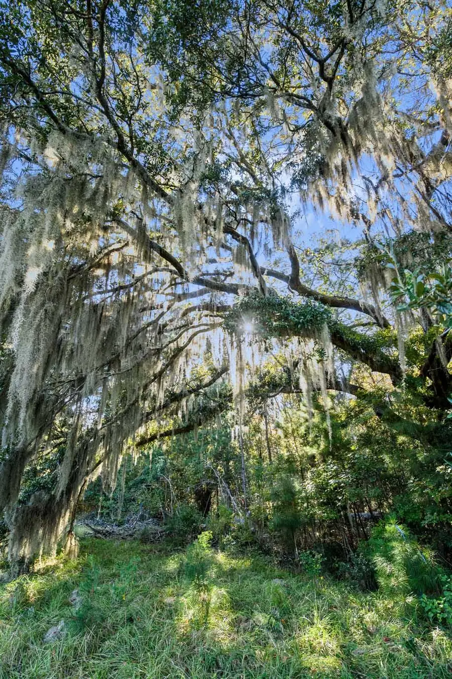 2476 Joseph Pearline Road, Johns Island, SC 29455 - Image #3