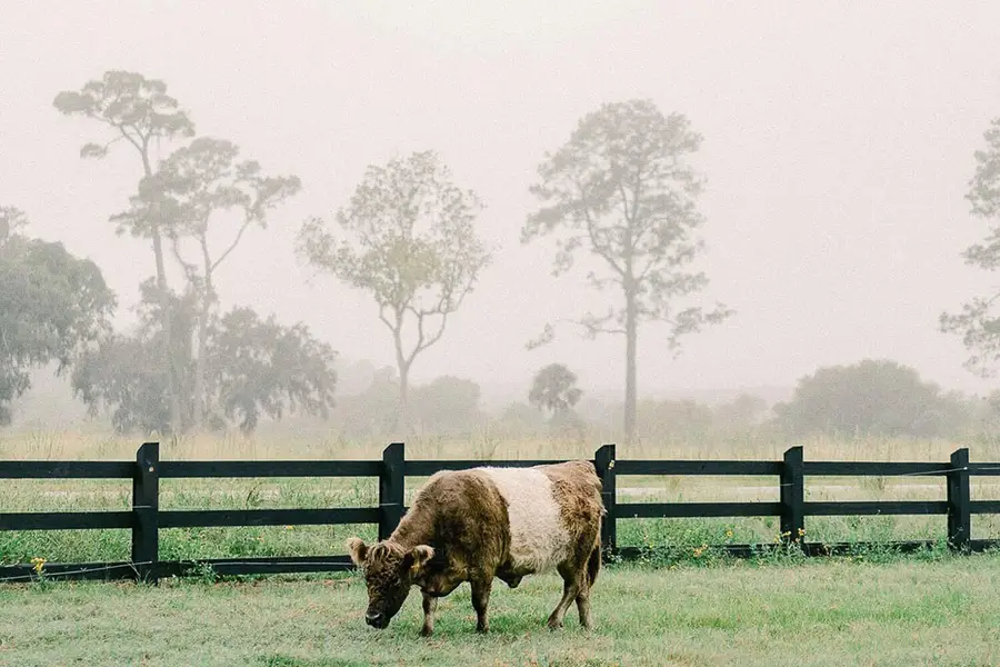 3035 Eventide Drive, Johns Island, SC 29455 - Image #3