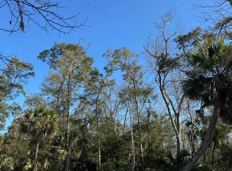 8785 Palmetto Road, Edisto Island, SC 29438 - #3