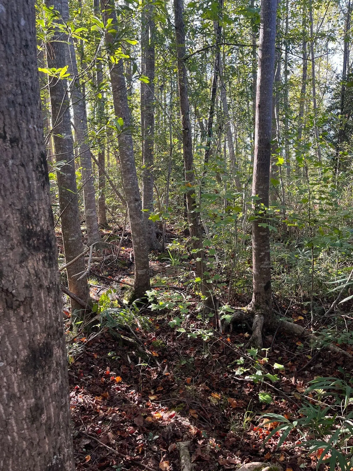 Ppf 18 Payne Pond Road #Ppf 18, Westville, SC 29175 - #1