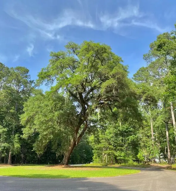 6301 Buttonbush Drive #Lot 8, Ravenel, SC 29470 - #1
