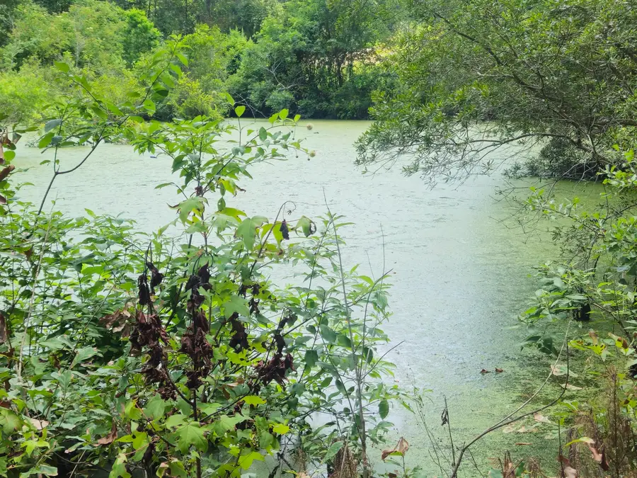 126 Rattlensnake Trail, Walterboro, SC 29488 - #2