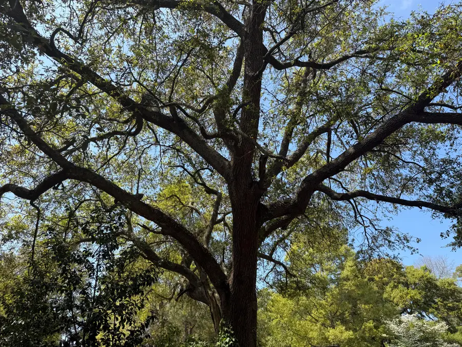 904 Hildebrand Drive, Bonneau, SC 29431 - #2