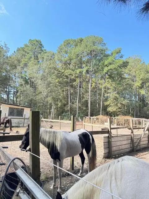 696 Bedon Road, Walterboro, SC 29488 - #3