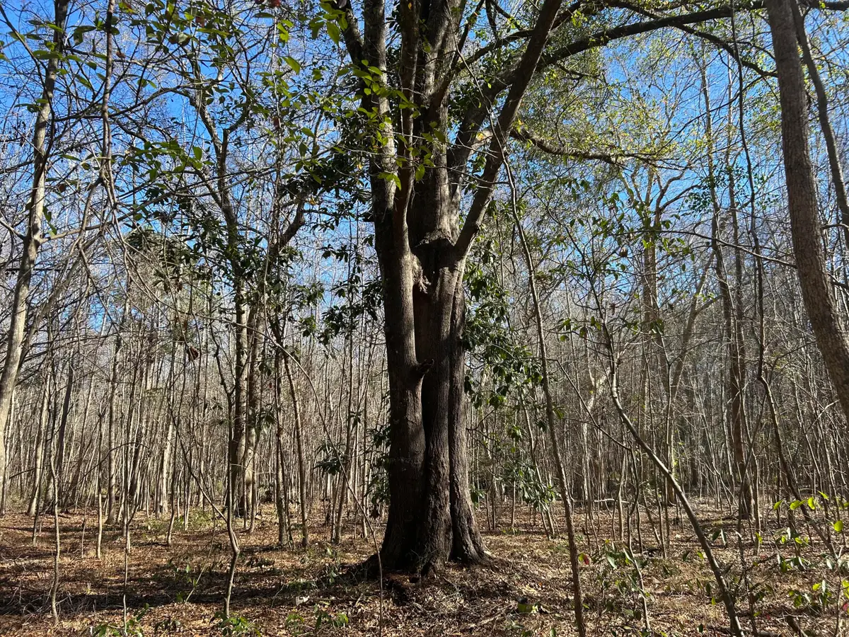 0 Highway 261, Kingstree, SC 29556 - #1