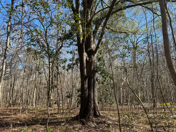 0 Highway 261, Kingstree, SC 29556