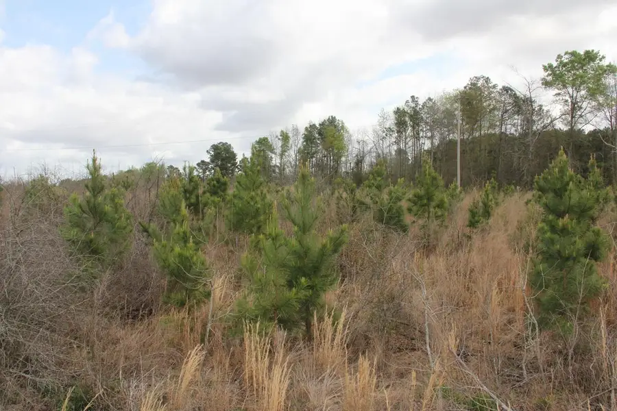 0000 Ponderosa Road, Saint Matthews, SC 29135 - #3