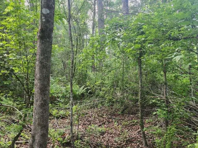 000 Broxton Bridge Road, Bamberg, SC 29003 - #1