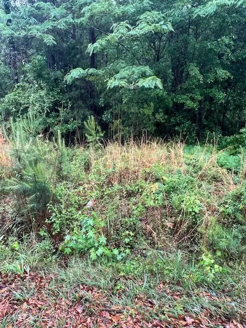 444 Mercantile Road, McClellanville, SC 29458 - #3