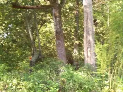 Tract 2 Chauncey Lane, Saint Stephen, SC 29479