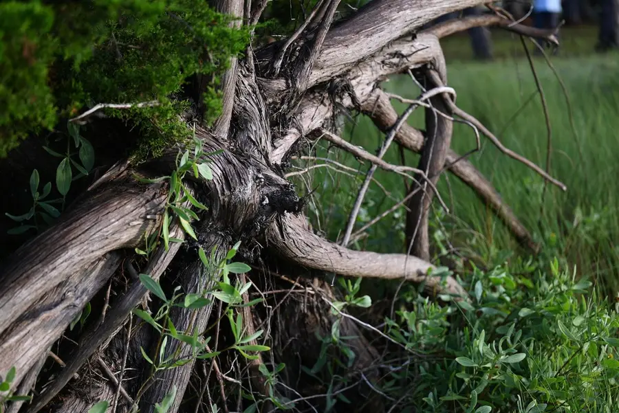 0 Cole Island, Folly Beach, SC 29439 - #3