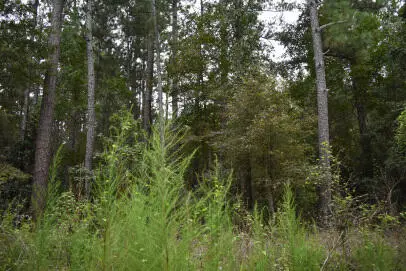 Tbd Augusta Lane, Andrews, SC 29510 - #1